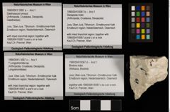 Foto (Objekt + Etiketten) von Gastrosacus torosus (NHMW-GEO-1990-0041-0067a)